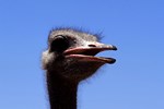 Vergr&ouml;&szlig;erung bei Mausklick!
